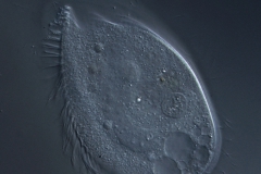 Phacodinium metchnicoffi