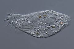 Oxytricha sp.