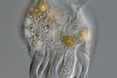 Uronychia transfuga