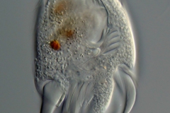 Uronychia transfuga