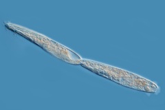 Spirostomum sp.