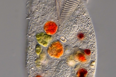 Hypotricher Ciliat - leider noch unbestimmt