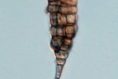 Alternaria sp.