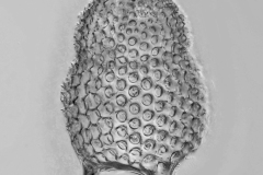 Podocyrtis sp.