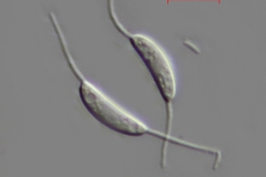 Discosia sp.