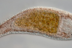 Castrella truncata