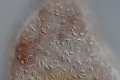 Castrella truncata