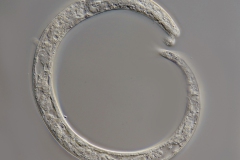 Nematode