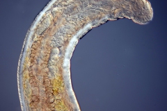 Chaetogaster sp. (3)