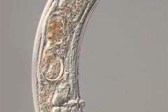 Nematode