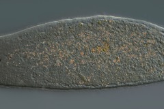Otoplana sp.