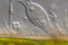 Salpingoeca amphora
